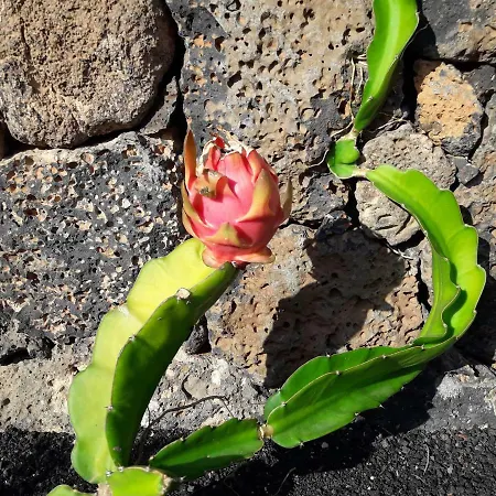 Casa Chona Apartment